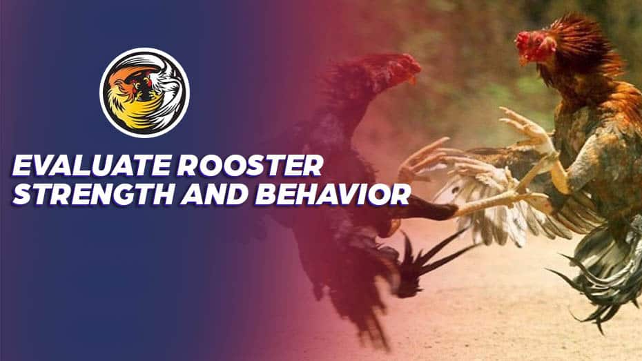 Evaluate Rooster Strength and Behavior