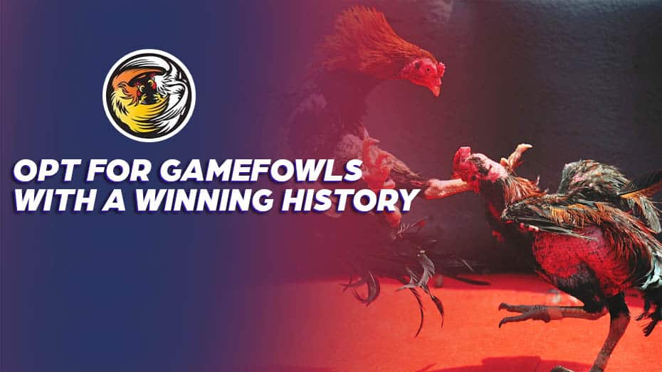 Opt for Gamefowls with a claiming History