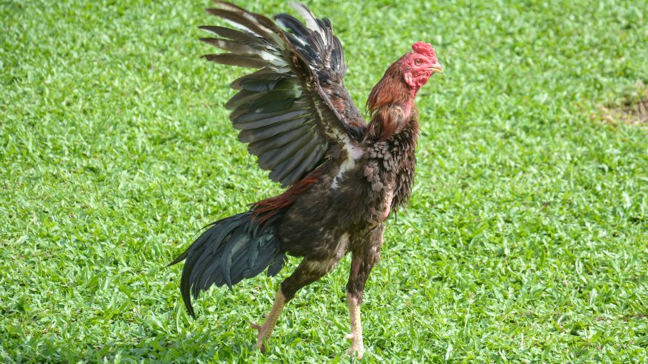 Asil Gamefowls Appearance