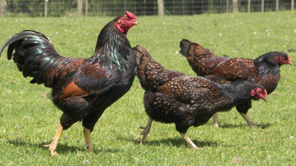 Dark Cornish Chickens