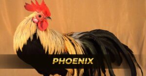 Phoenix