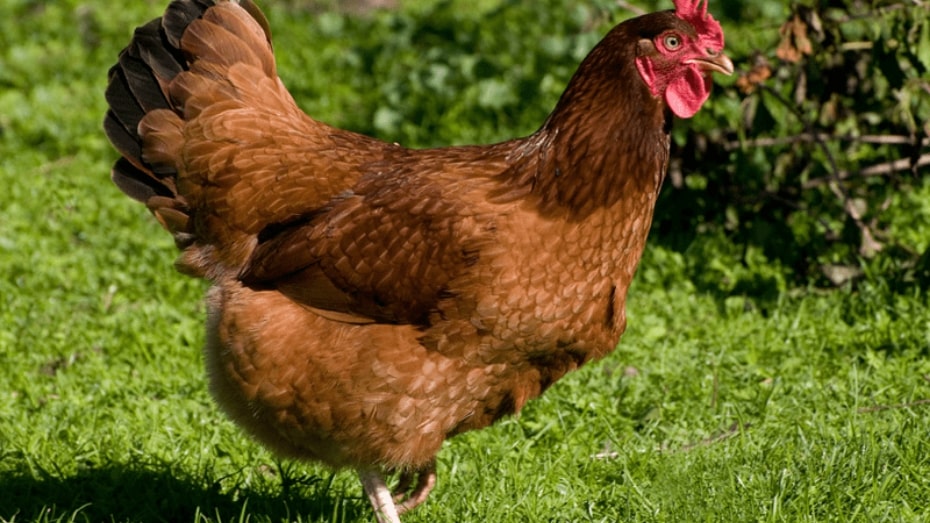 Production Rhode Island Red