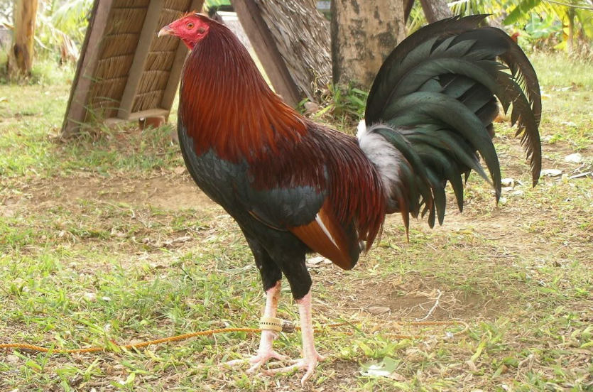 Claret gamefowl by Sabong Depot